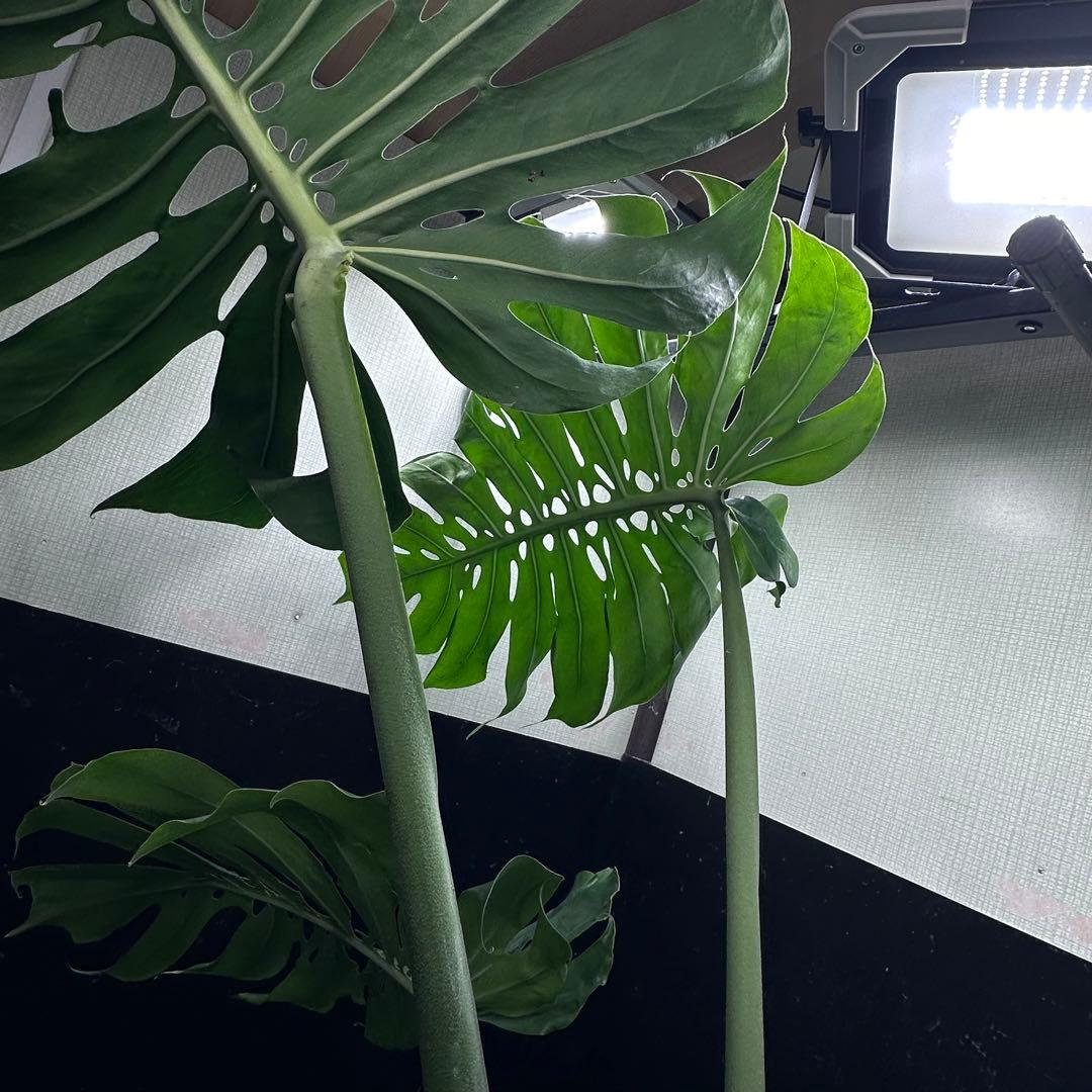 モンステラデリシオーサマクロコズム大型葉希少系統鉢植え高さ79㎝超大株