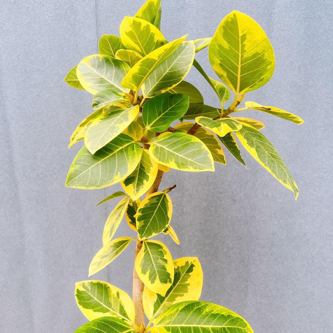 現品　フィカス　ゴムの木　アルテシマ　曲がり　　5番　特大　インテリアグリーン