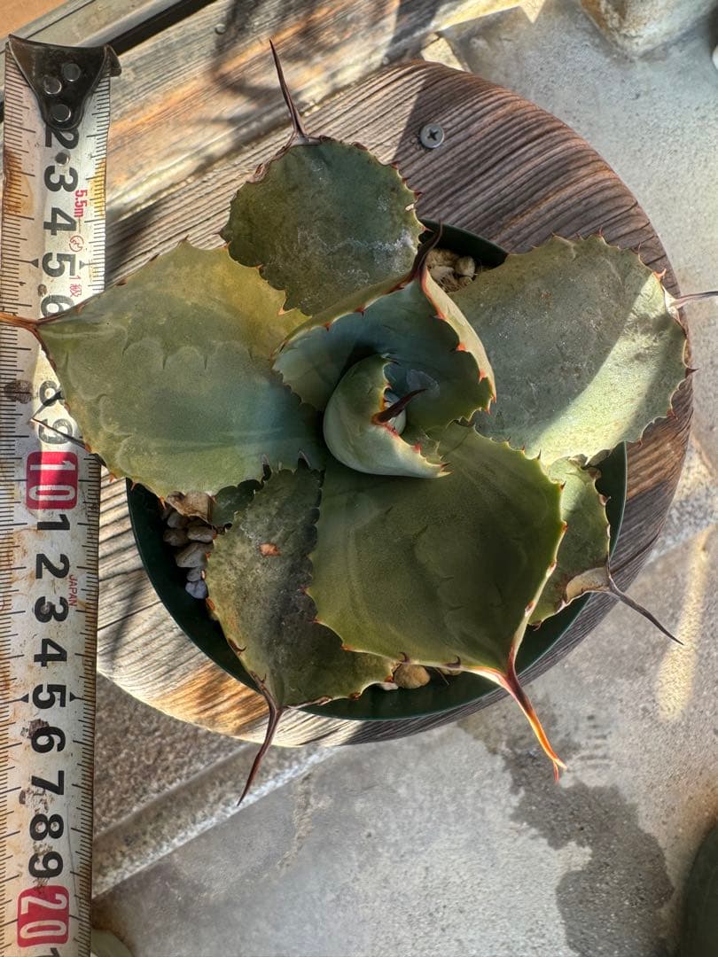 アガベ Agave parryi 'Desert Delight' 260