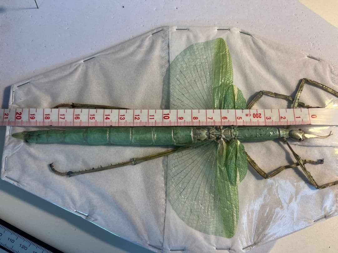 【状態良好】ゴライアスオオトビナナフシ 陸のザリガニ歩くソーセージコノハムシ