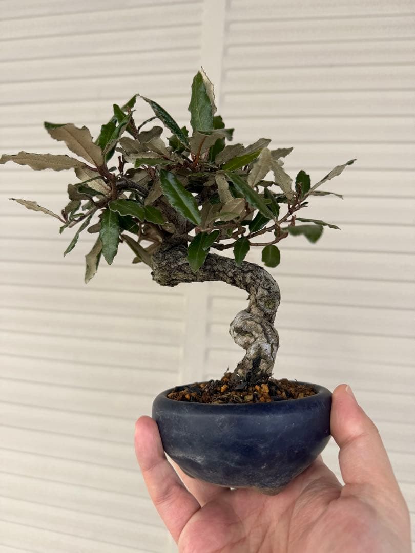 【ガチ盆栽】寒ぐみ　小品サイズ　転念幹　古幹