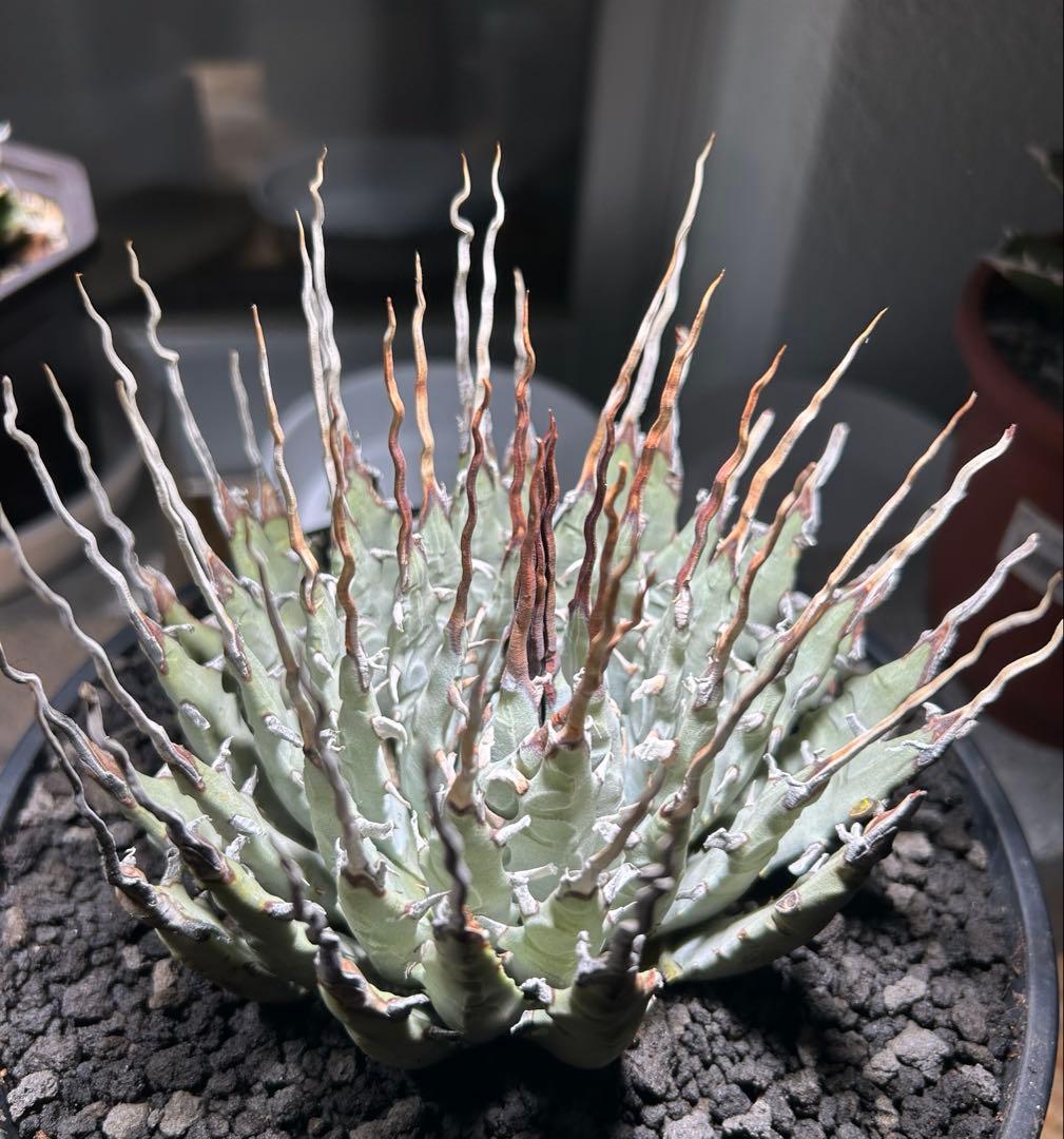 p*s様 アガベutahensis var.eborispina陽炎 超ロングト
