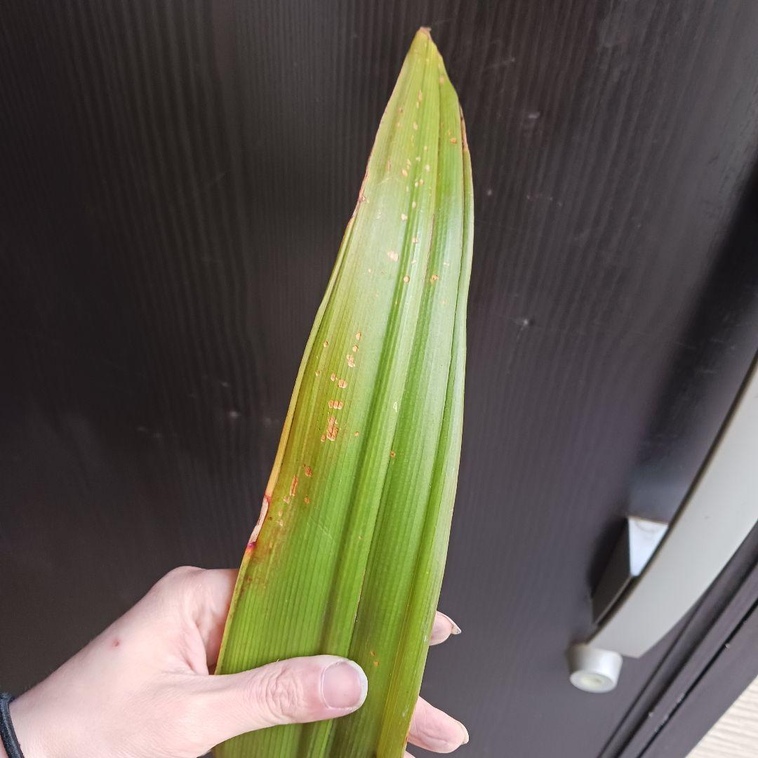 4 ハマユウ　9号　ハマオモト　銅葉　赤葉