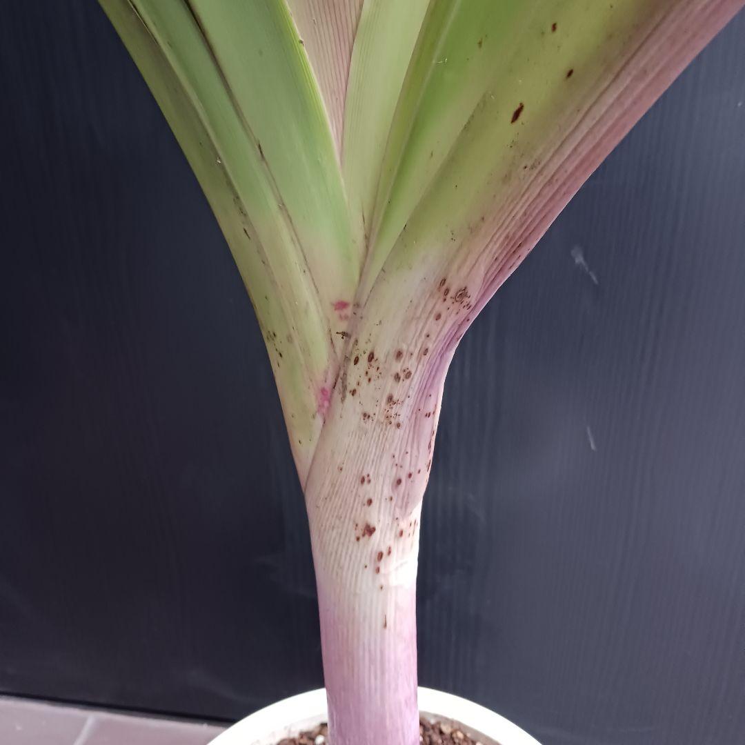 4 ハマユウ　9号　ハマオモト　銅葉　赤葉