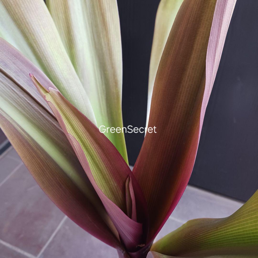 4 ハマユウ　9号　ハマオモト　銅葉　赤葉