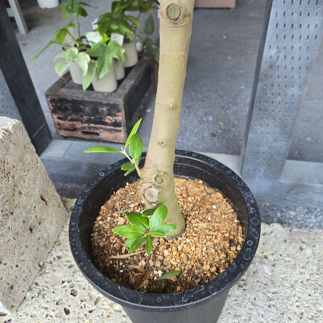 ⑦　オリーブの木souju　『セントキャサリン』８号　特大苗木最高等級極上品‼️