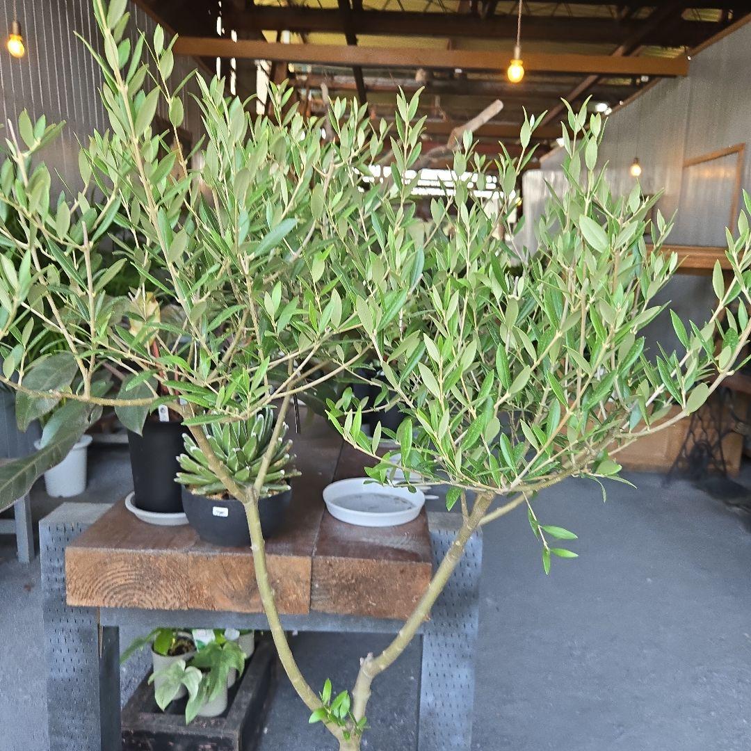 ⑦　オリーブの木souju　『セントキャサリン』８号　特大苗木最高等級極上品‼️