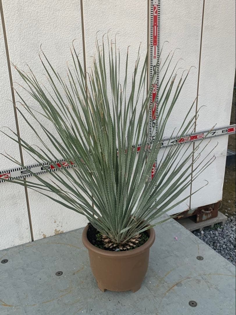 マ*キ様 ダシリリオン