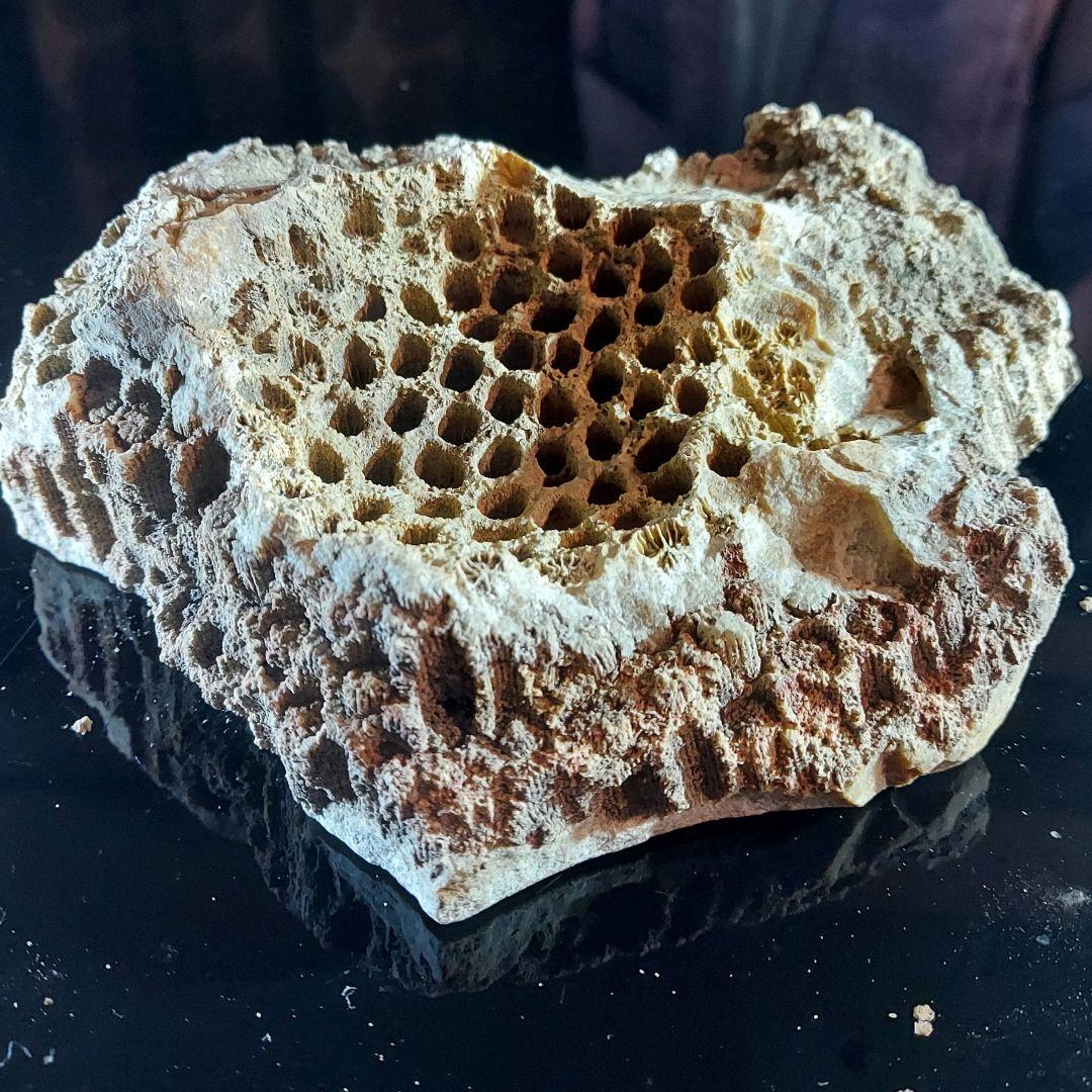 レア！ 1kg超え大きな珊瑚の化石 フォシルコーラル 原石 1面磨き 372