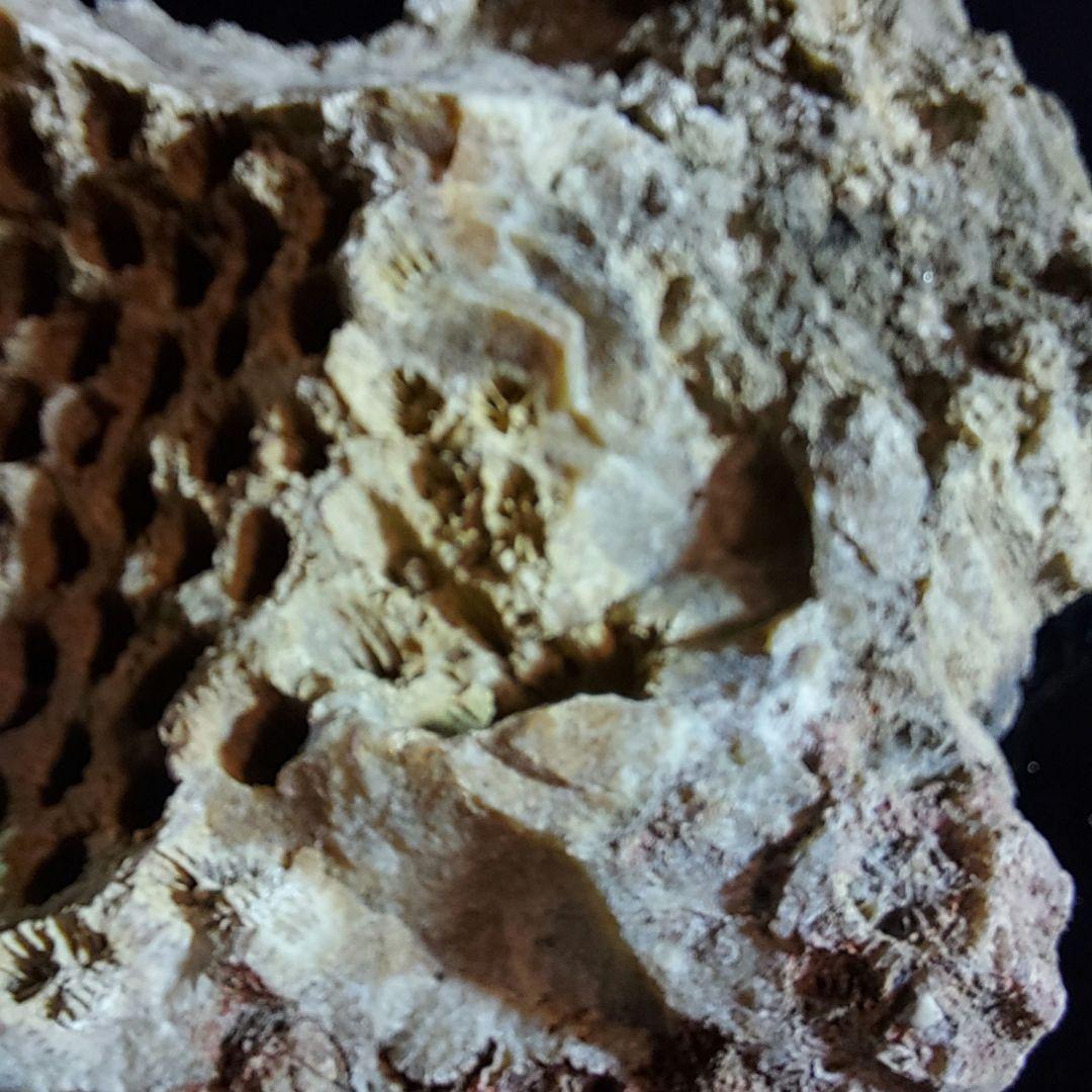 レア！ 1kg超え大きな珊瑚の化石 フォシルコーラル 原石 1面磨き 372