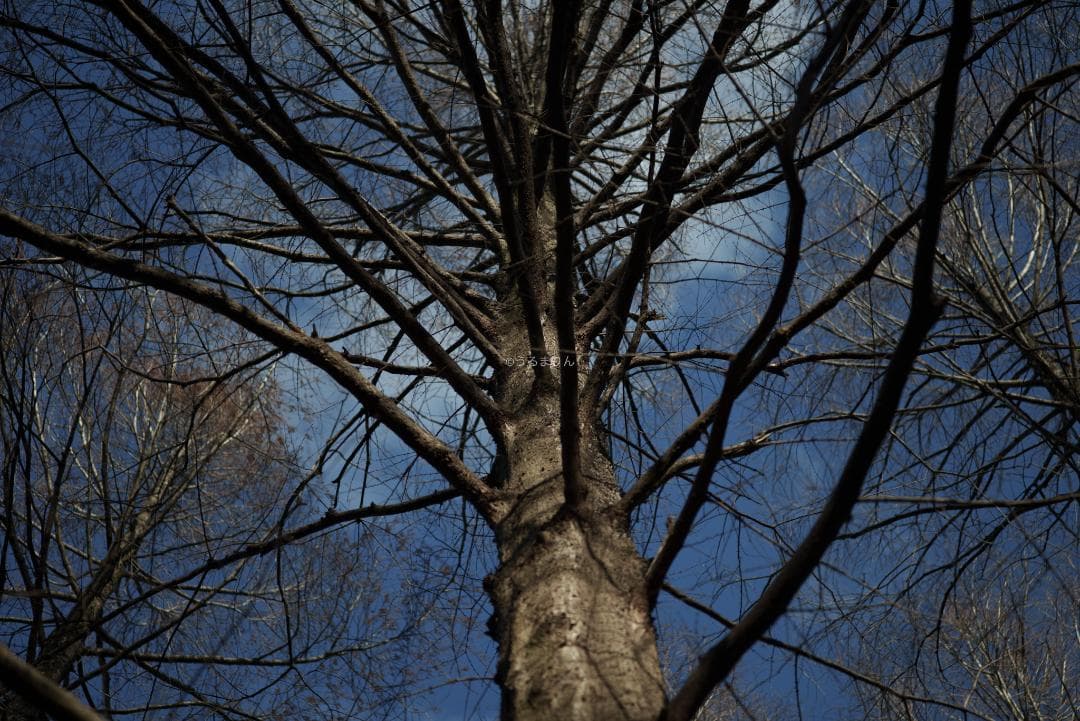 極彩色の中望遠！Carl zeiss Sonnar 100mm F3.5 MMJ