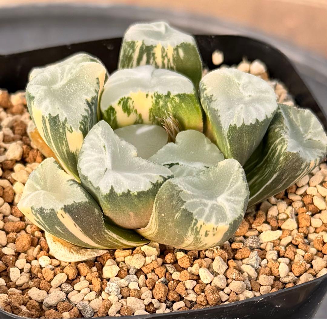 ハオルチア　万象　覇王錦　極上株　鮮明斑