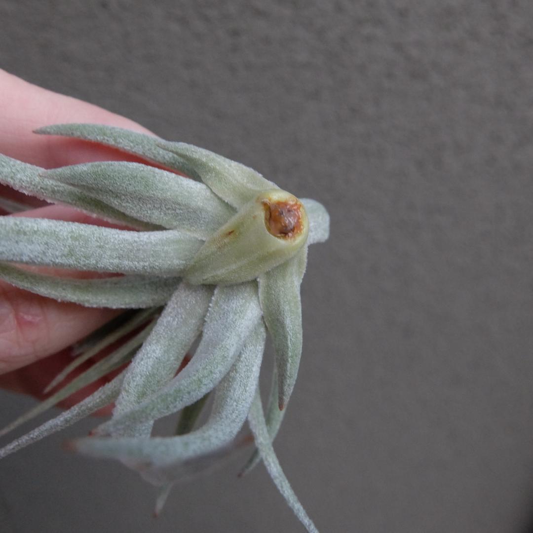 ブロメリア・エアープランツ Tillandsia 'Lavender Frost'
