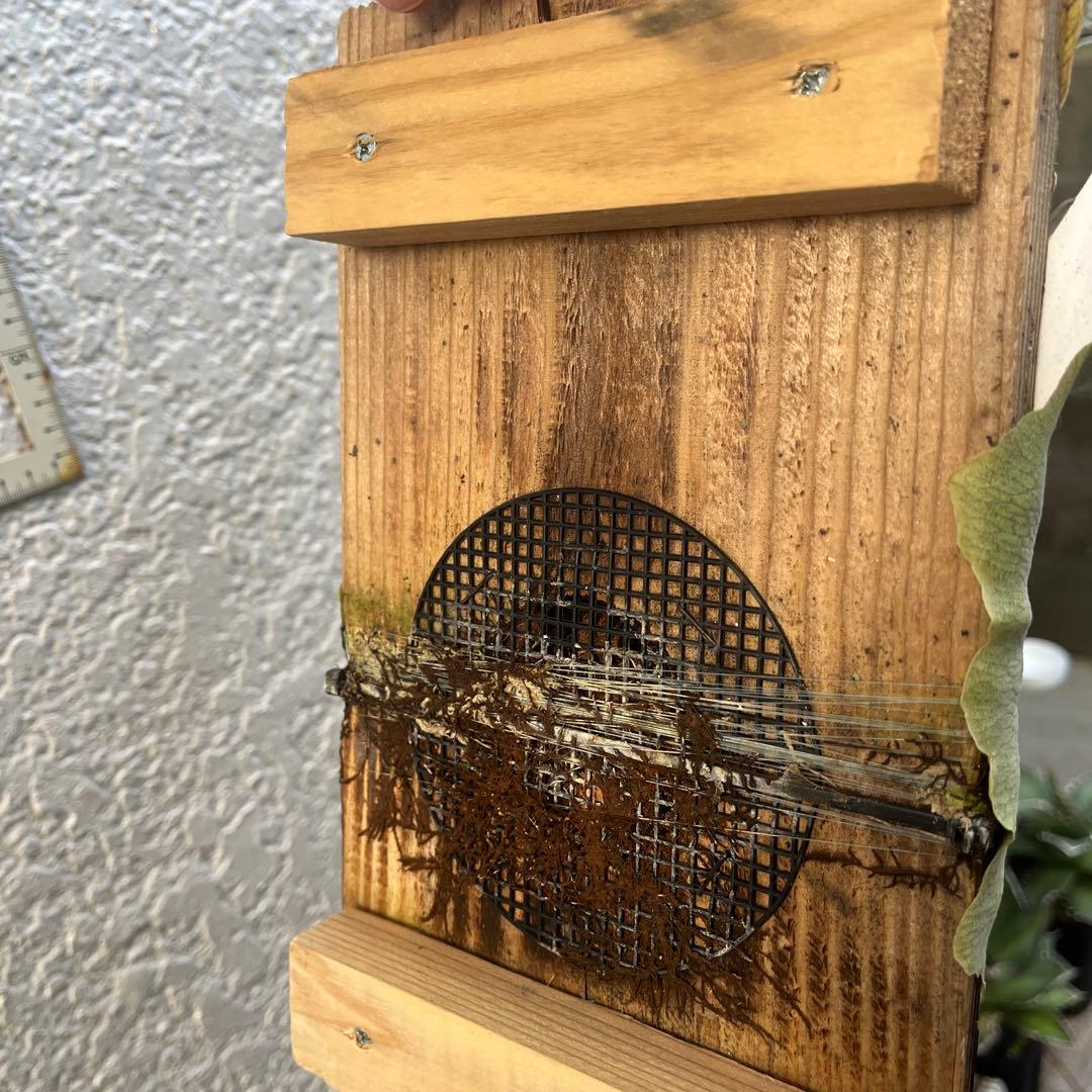 ビカクシダ　ビーチー