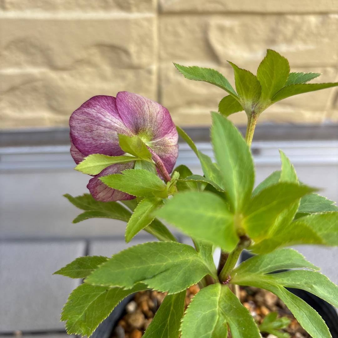 加藤農園　SDカップ咲きフレグランスピンククリスマスローズ　開花株　認定タグ付