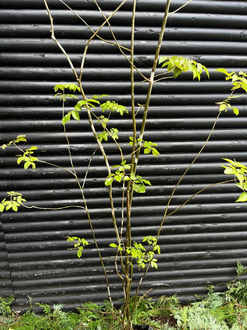 山採り天然　アオダモ　６本株立　50