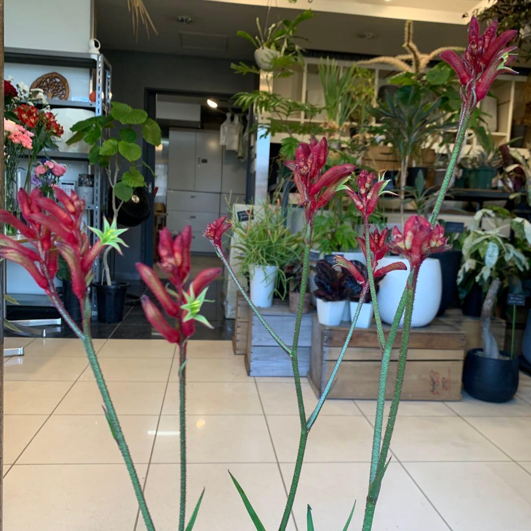 のこのこ　2点　ジョーロ、カンガルーポー赤