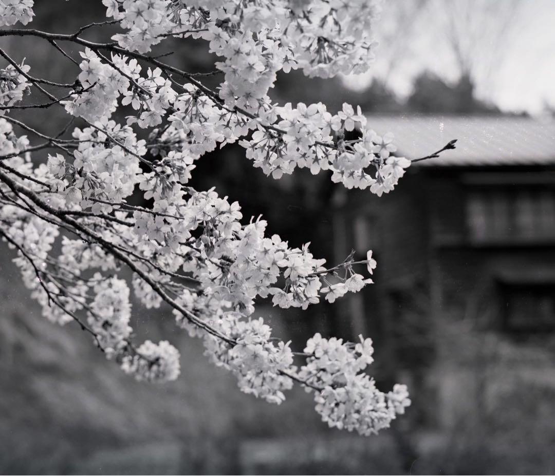 マミヤRB67 セコール127mm3.8 作例有り