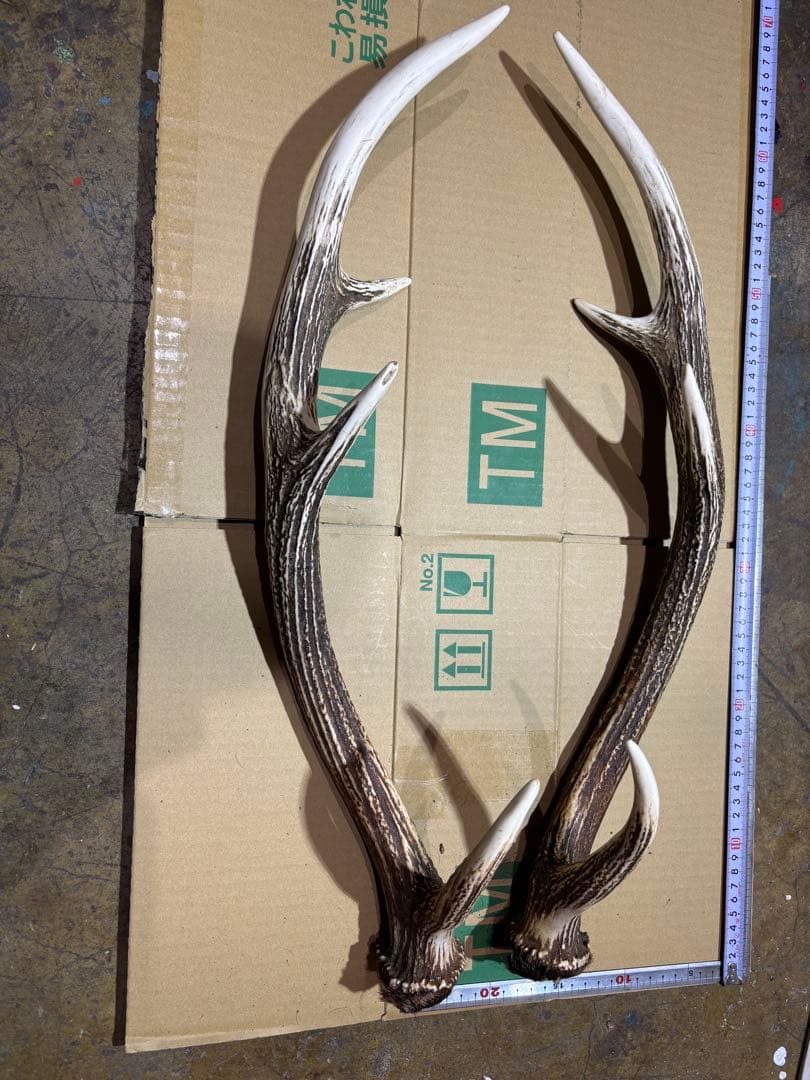 クラフト　鹿の角 エゾシカ 角 蝦夷鹿の角