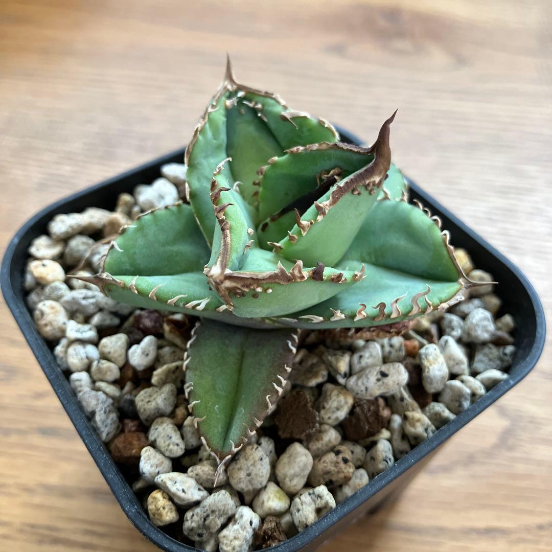 【初売りセット11】101 ぶつぶつ　アガベ　鰐亀/星空　　TC2株　上澳園芸