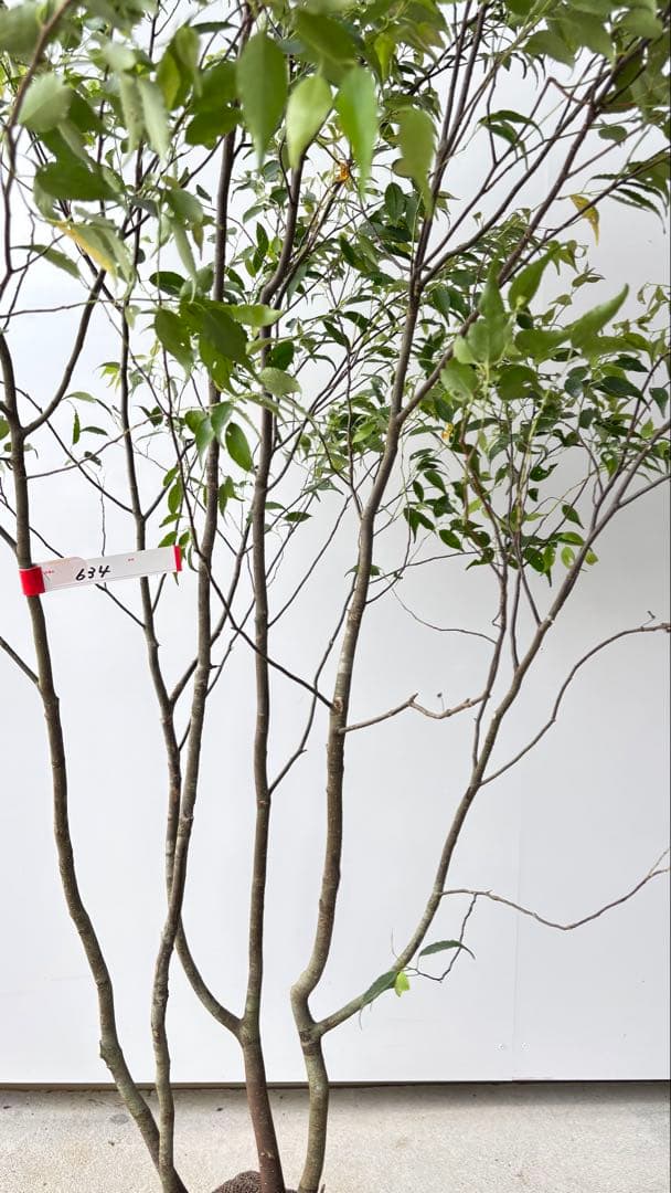美しい樹形が魅力的 山採り ハイノキ 株立 634 樹高1.7m位 高級樹