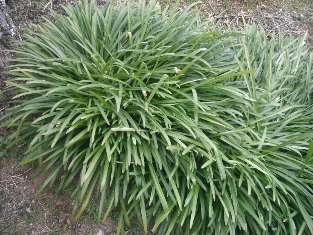 カシオ EXILIM EX-Z4 オールドコンデジ デジカメ 純正バッテリー新品