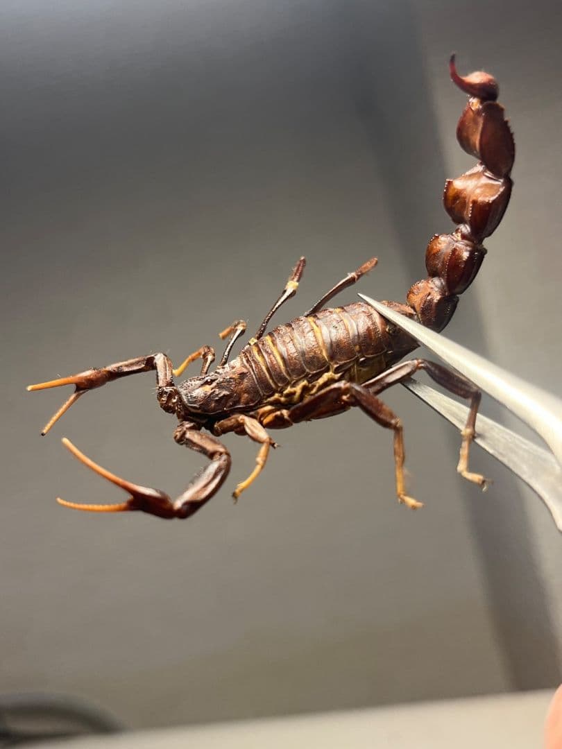 【蠍標本】ブラックファットテールスコーピオン全長5cm程タランチュラムカデセンチ