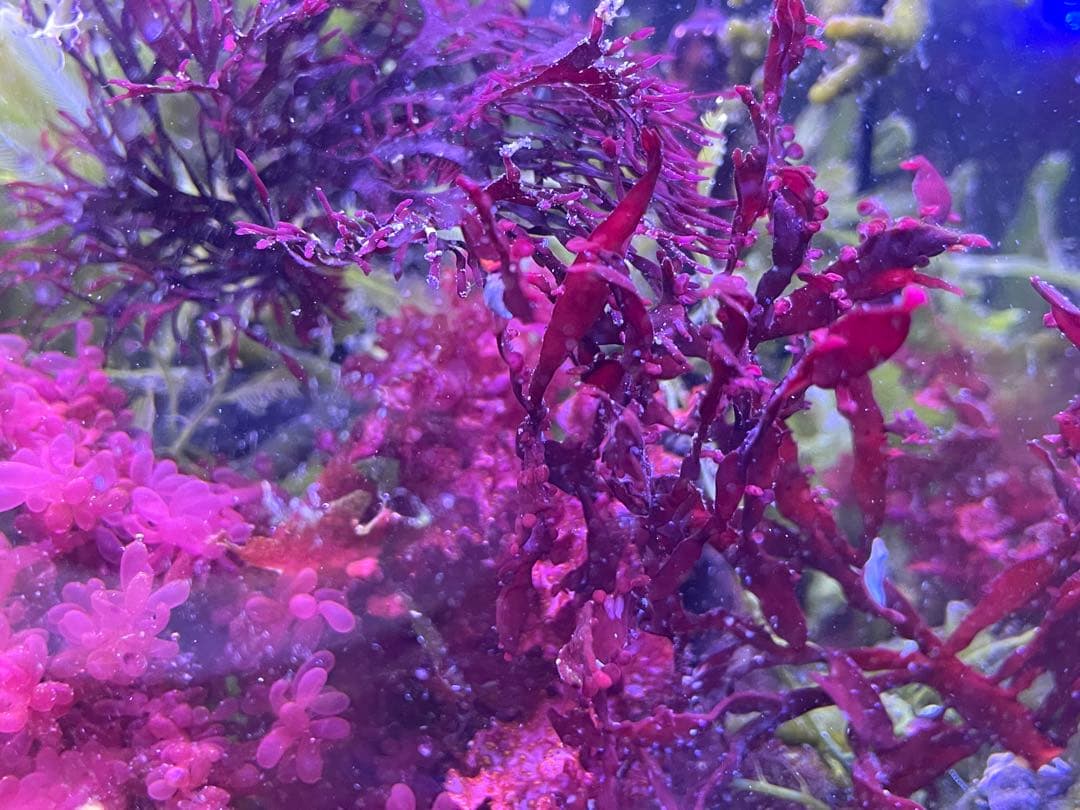 【匿名・宅急便】　12/14まで　赤色海藻　セット　紅藻　+褐藻+緑藻 海藻