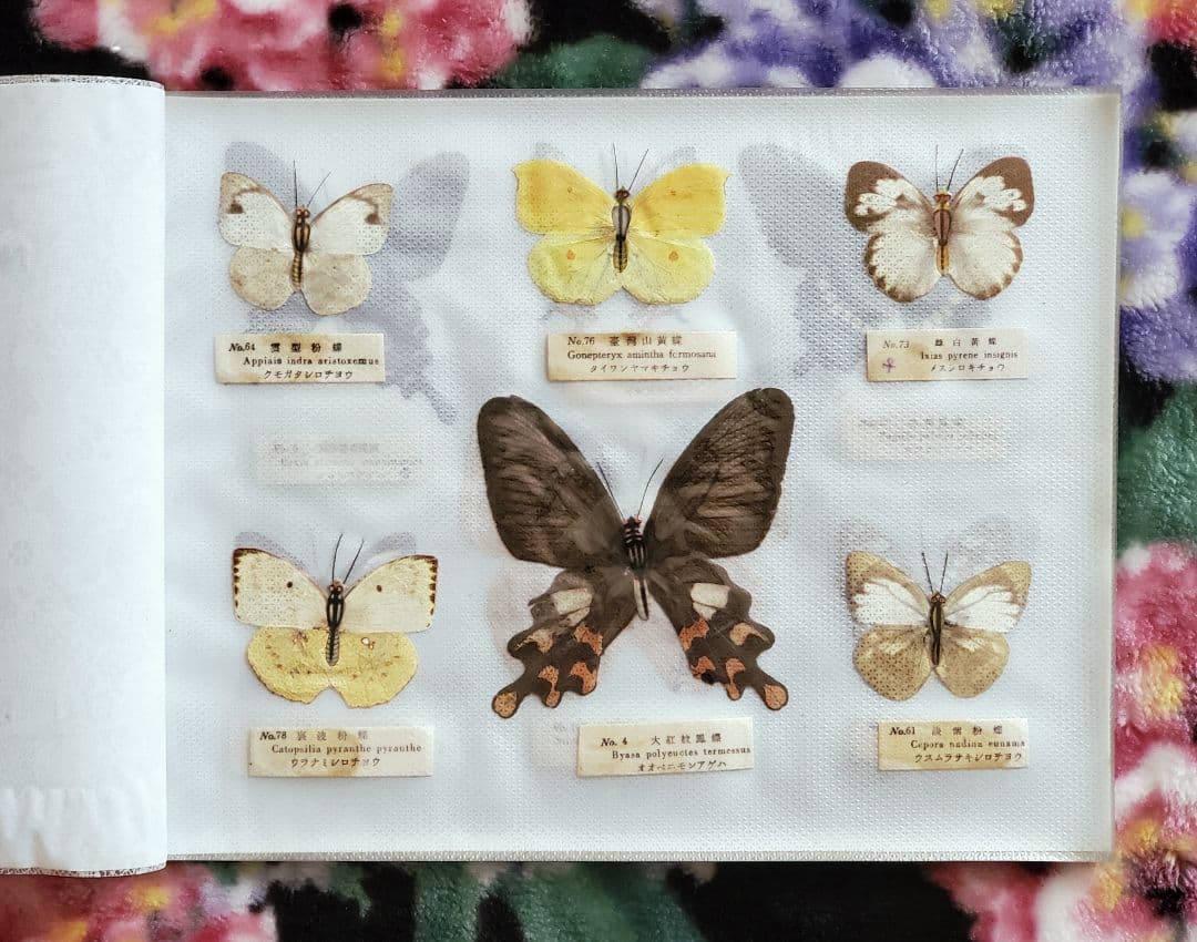 【1960年代当時物】☆蝶類標本☆『台湾産蝴蝶1/2』☆本物の蝶を100頭収録☆