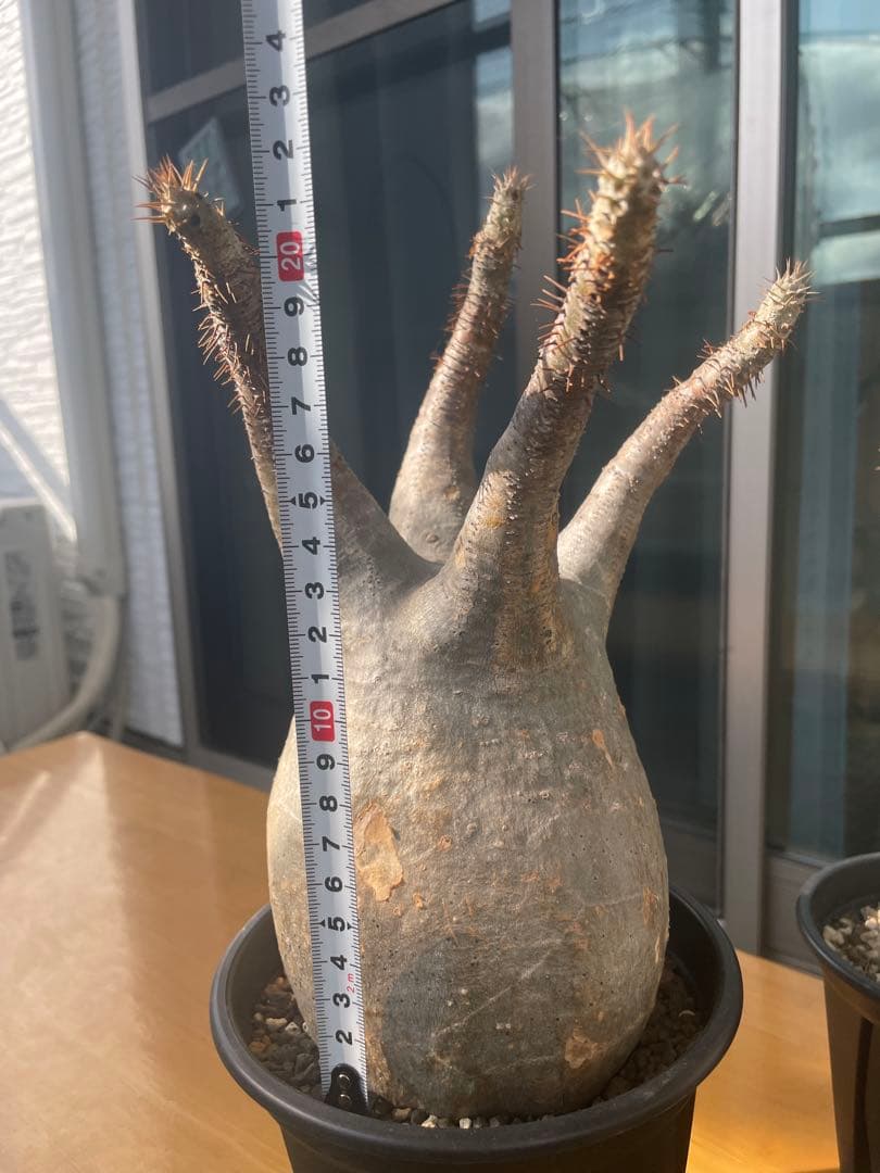 和*田様 パキポディウム　グラキリス　塊根植物　デンシフローラム