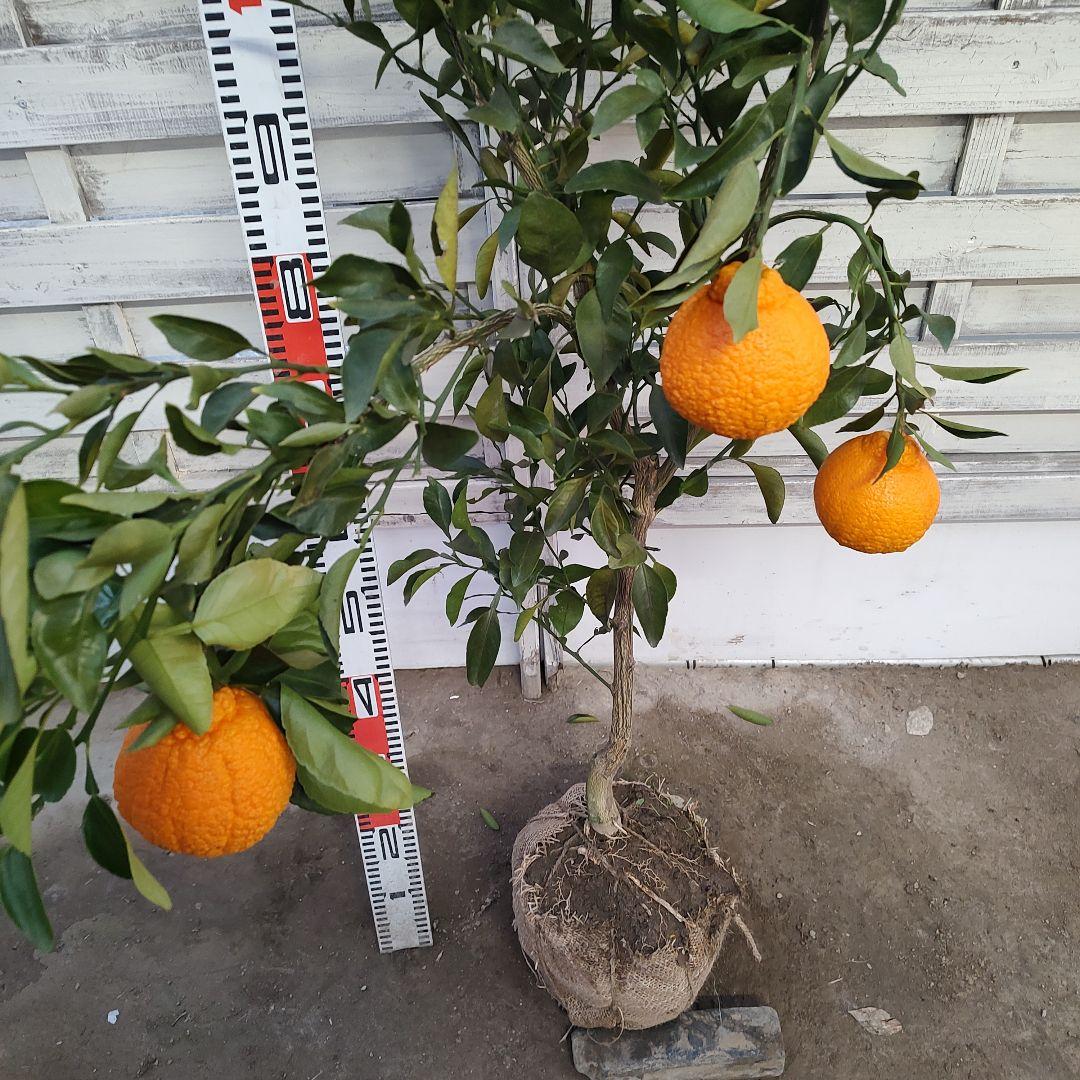 がんもさま専用出品 不知火 3年生 実つき！ 大苗