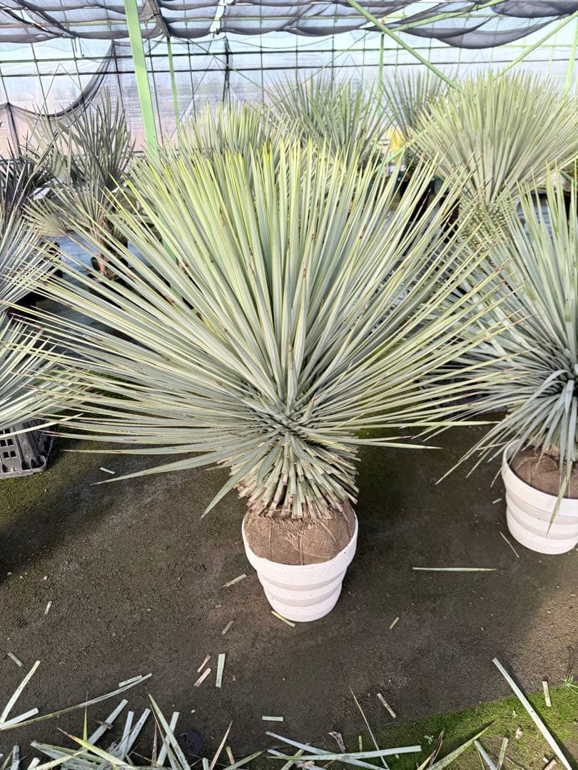 LA ALBERO ロストラータ専門店　上級根巻き個体