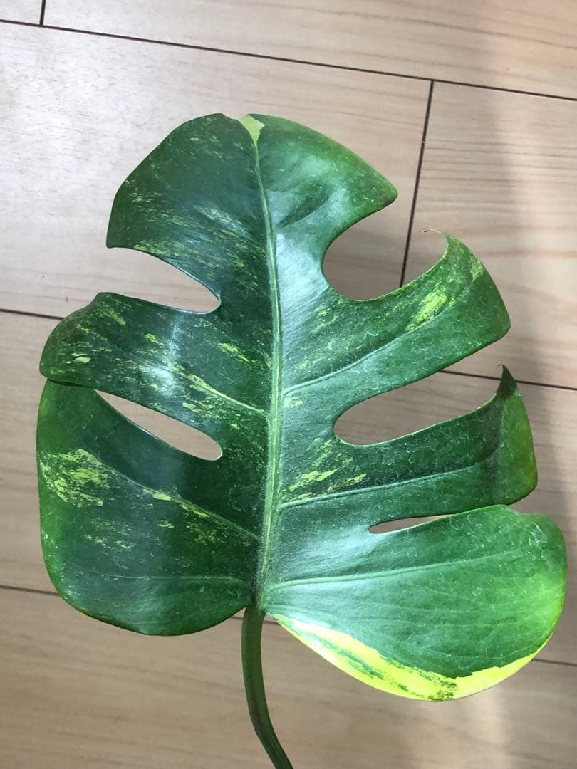 モンステラ デリシオーサ イエローマリリン 斑入り