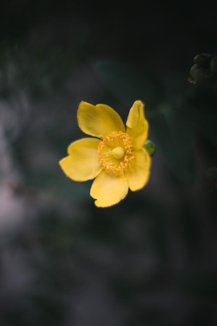トロけるボケならF1.4！SMC takumar 50mm F1.4 M42