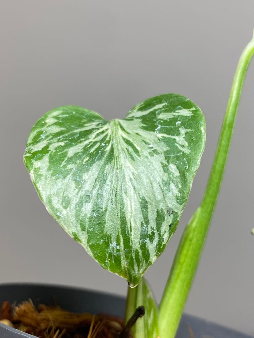 T*T様 【将来有望株‼️】モンステラ　デリシオーサ　バルバソー　フシギダネ/ベ