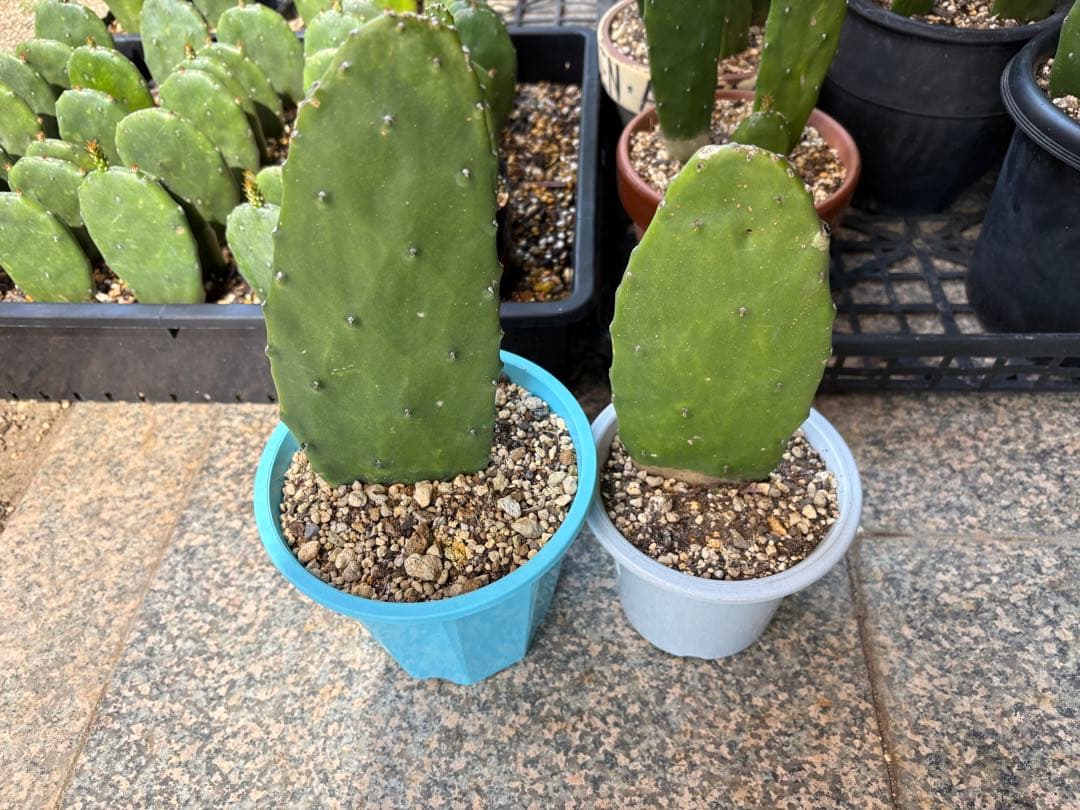 専用　うちわサボテン　ノパル　食用サボテン