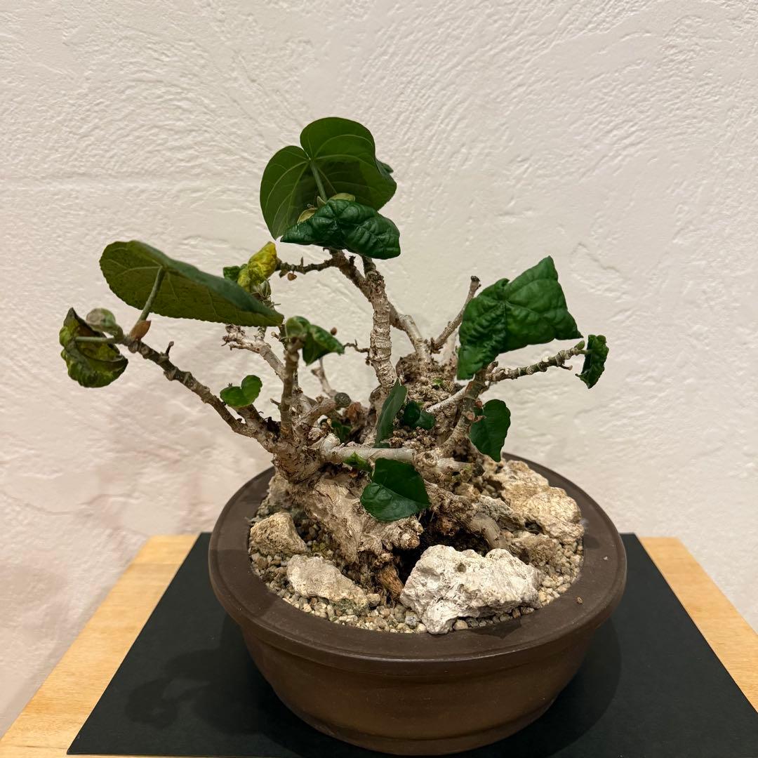 塊根植物 琉球盆栽 オオハマボウ 発根済 盆栽 盆栽風 大人気 鉢込み横21cm