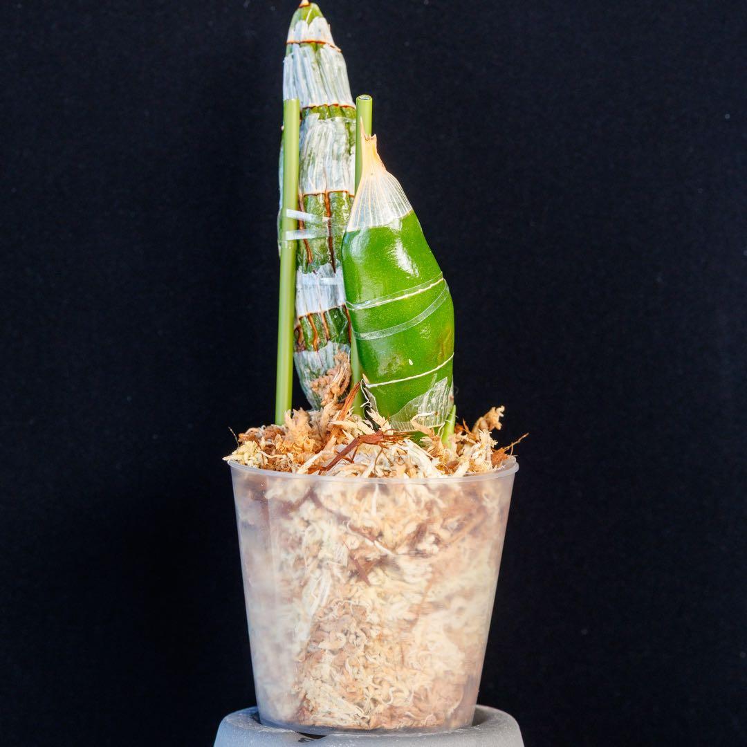 SVO 実生 ピンク系 タケノコ蘭 カタセタム Clowesetum