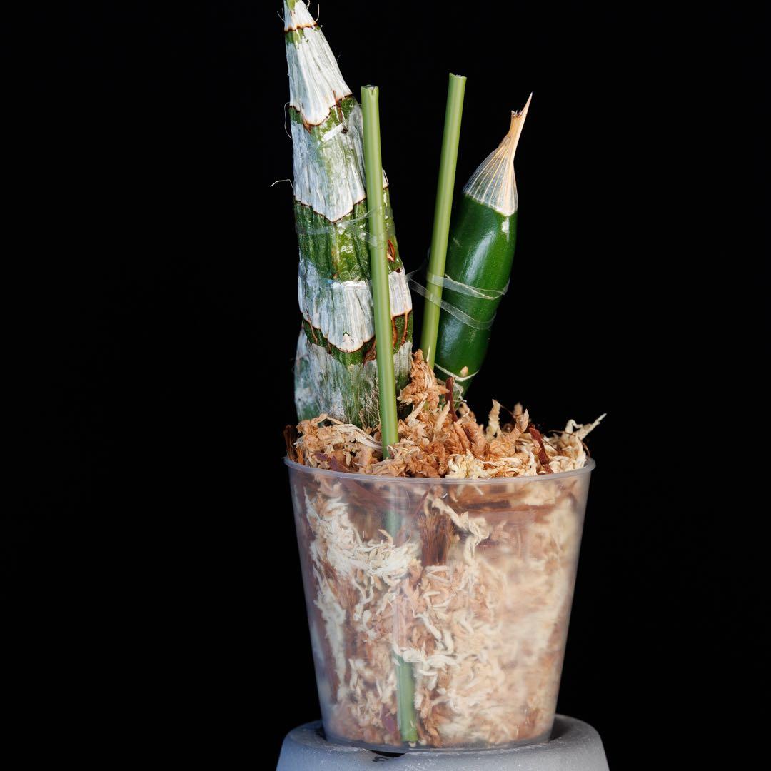 SVO 実生 ピンク系 タケノコ蘭 カタセタム Clowesetum