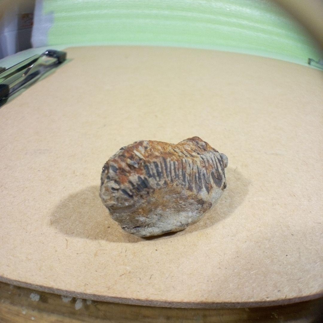 三葉虫　化石　fossil　ボリビア産　レア　Fossil判別⑧