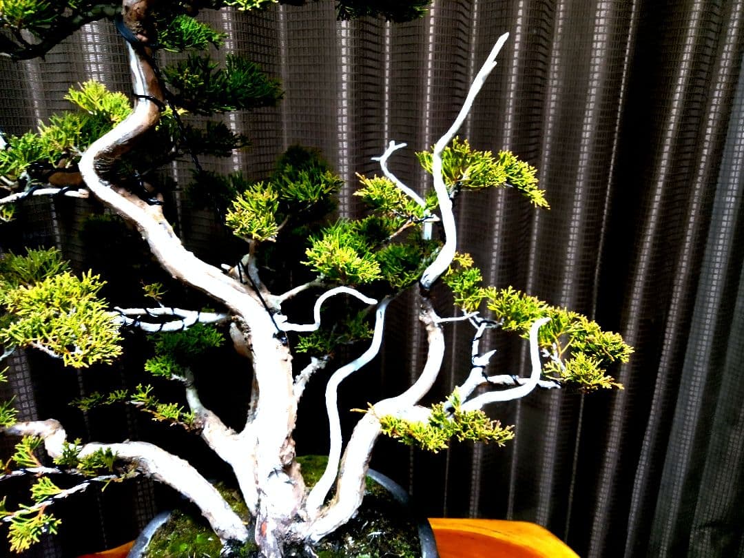 【中品 株立 真柏盆栽】　　　　⭕霜焼け→春には緑色❗