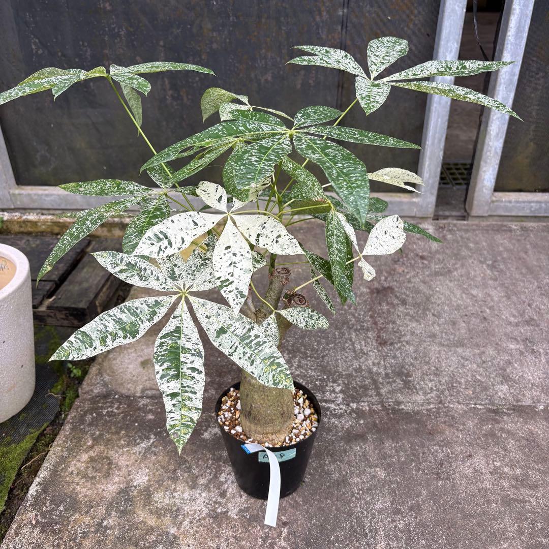 パキラ ミルキーウェイ 四箇所接木仕立て｜約65cm｜5号鉢｜無機質用土