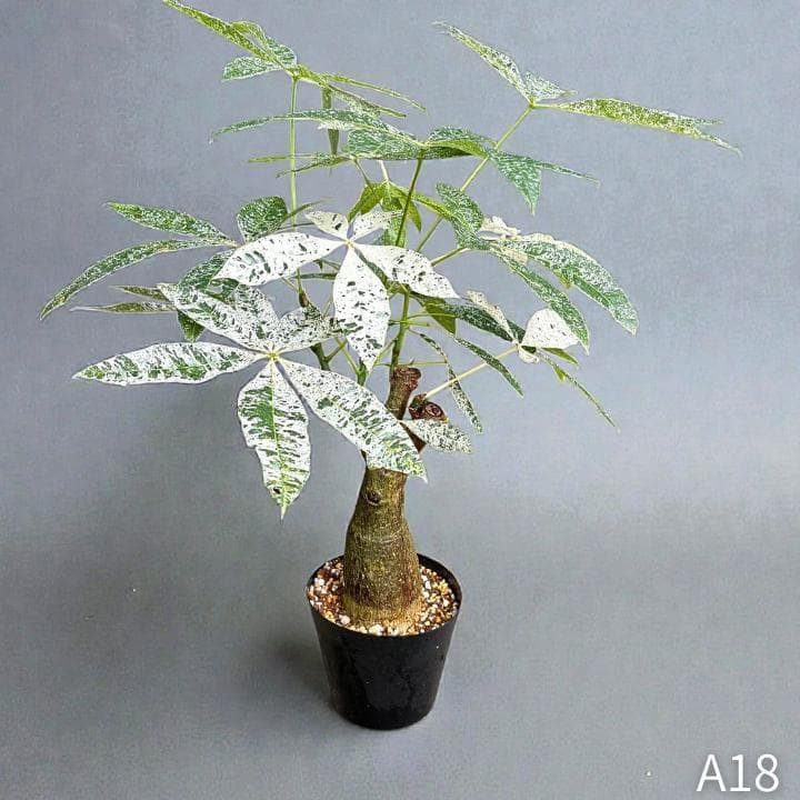 パキラ ミルキーウェイ 四箇所接木仕立て｜約65cm｜5号鉢｜無機質用土