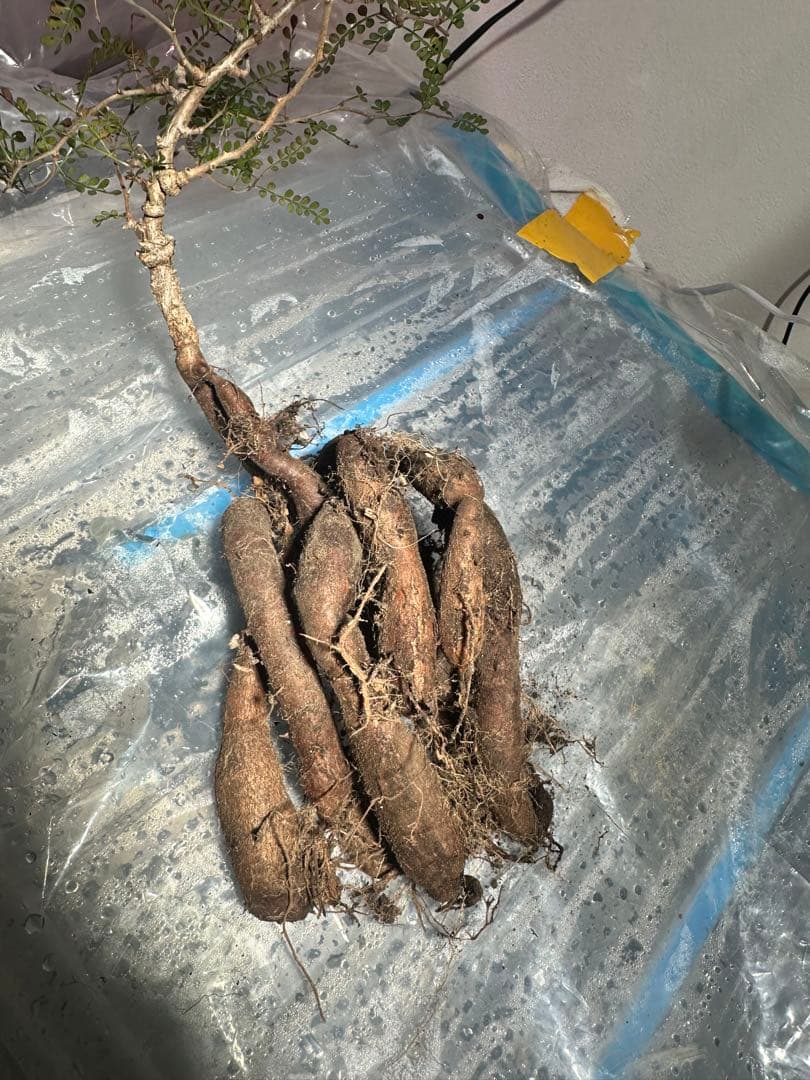 【5年株】【タンク8以上】パキプス