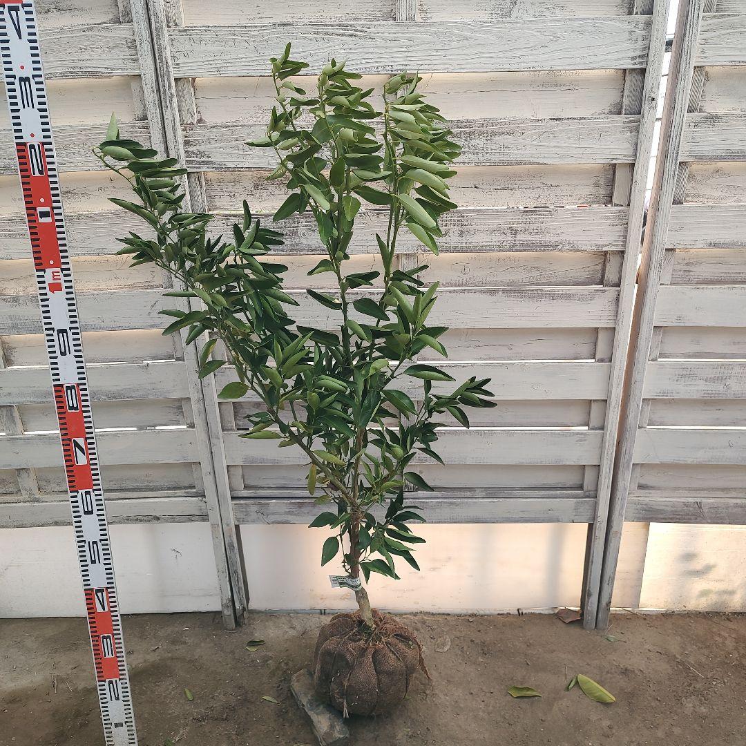 せとか3年生 登録品種 苗木