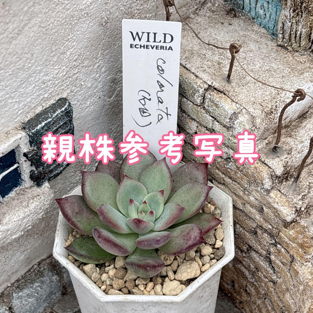 36.【サボテン相談室】石田コロラータ 希少 多肉植物 エケベリア