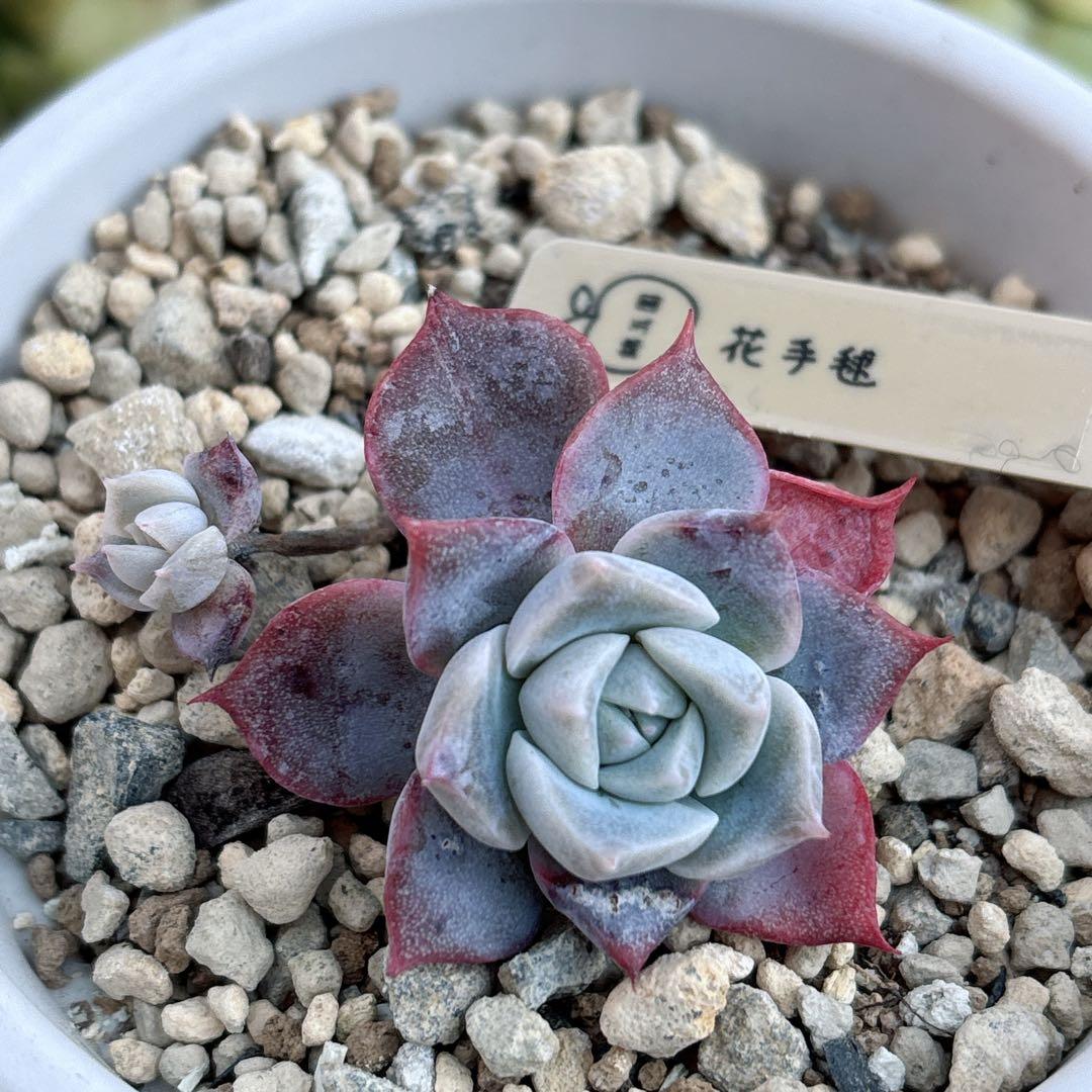 36.【サボテン相談室】石田コロラータ 希少 多肉植物 エケベリア