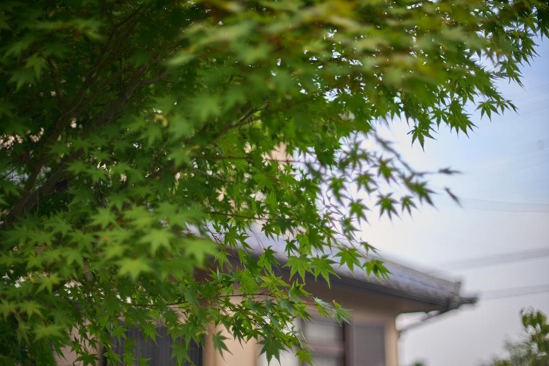 Nikon F2 NIKKOR-S・C Auto 50mm F1.4