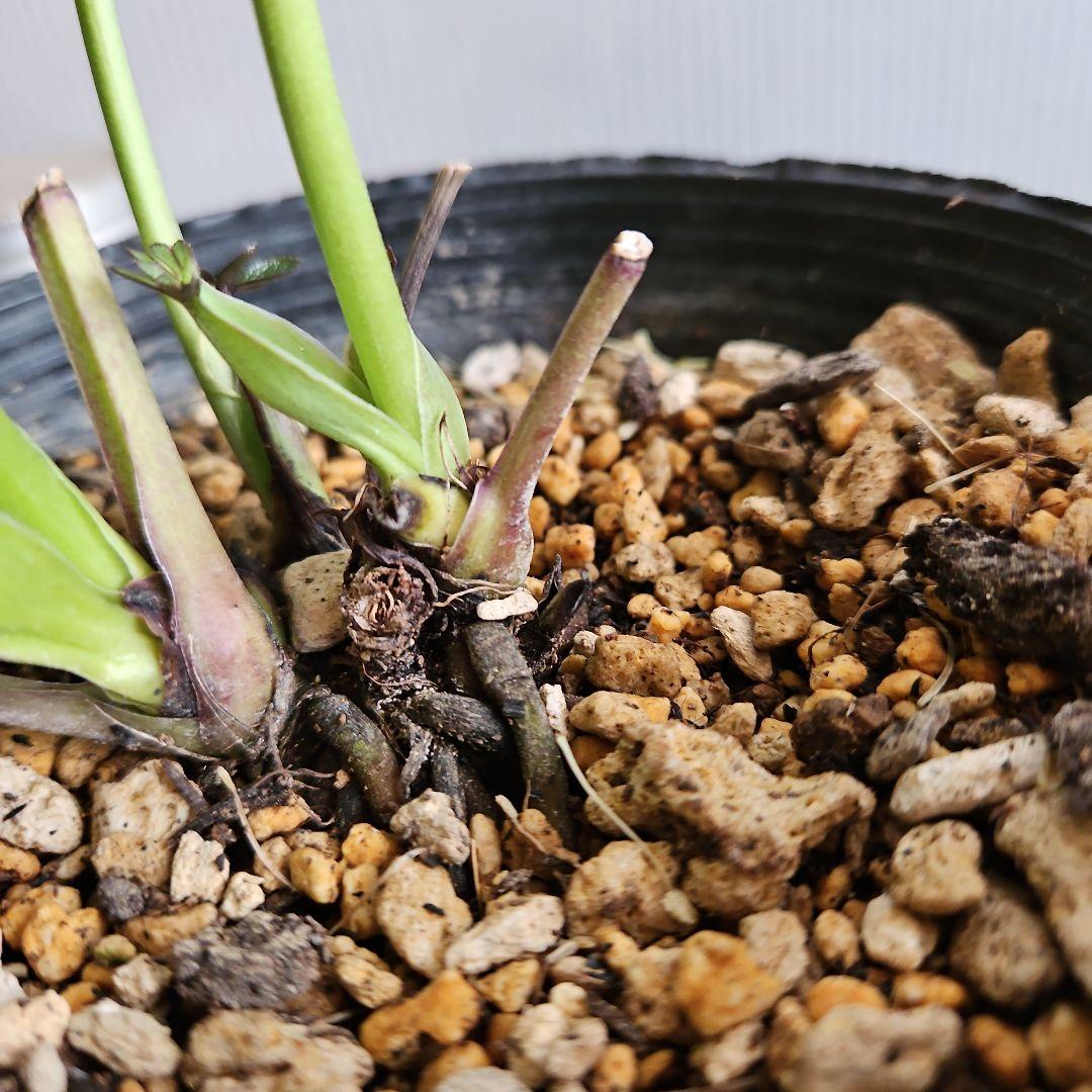 ㉖-500クリスマスローズ