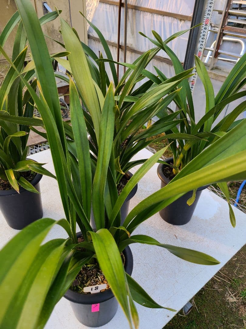 カ*ワ様 フォアゴットンフルーツ。花芽3個。5鉢セット。蜜蜂誘引蘭。日本蜜蜂